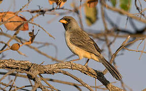 Black-throated Saltator