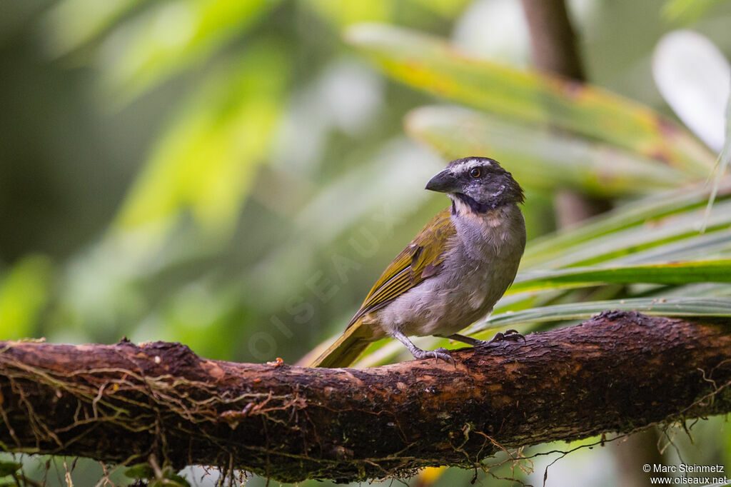 Buff-throated Saltator