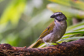 Buff-throated Saltator