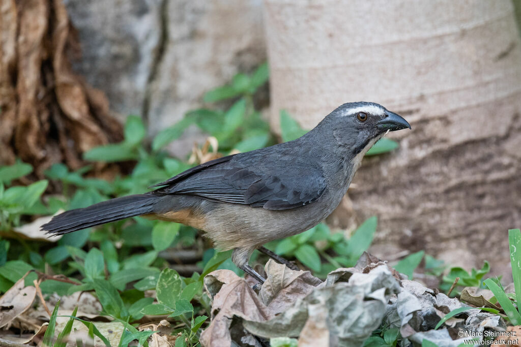 Bluish-grey Saltator