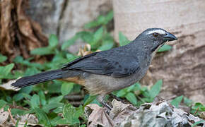 Bluish-grey Saltator