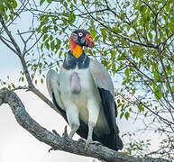 King Vulture