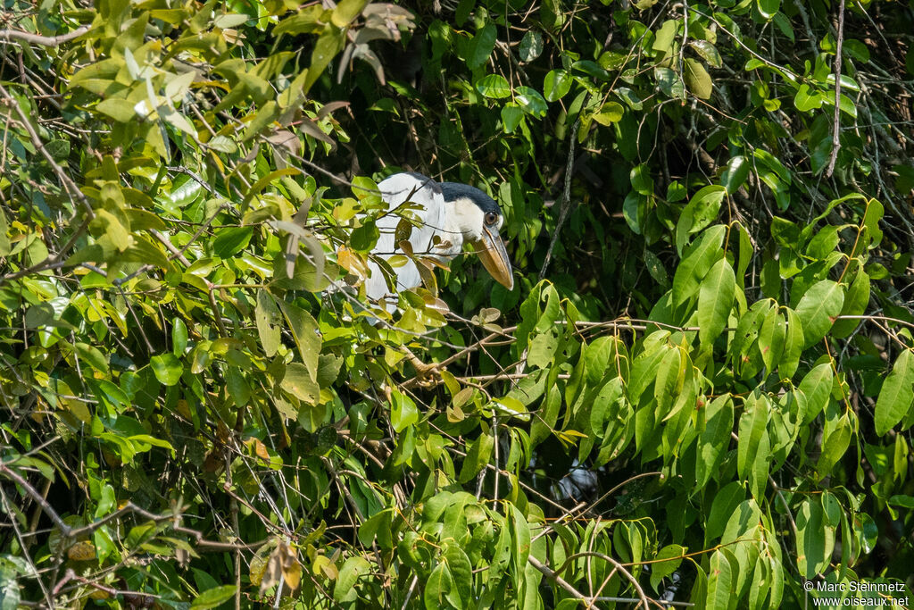 Boat-billed Heron