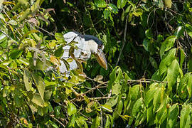 Boat-billed Heron