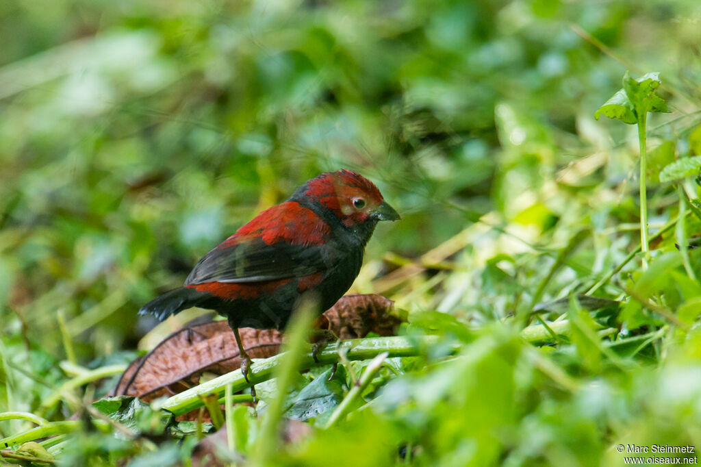 Dusky Crimsonwing