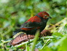 Dusky Crimsonwing