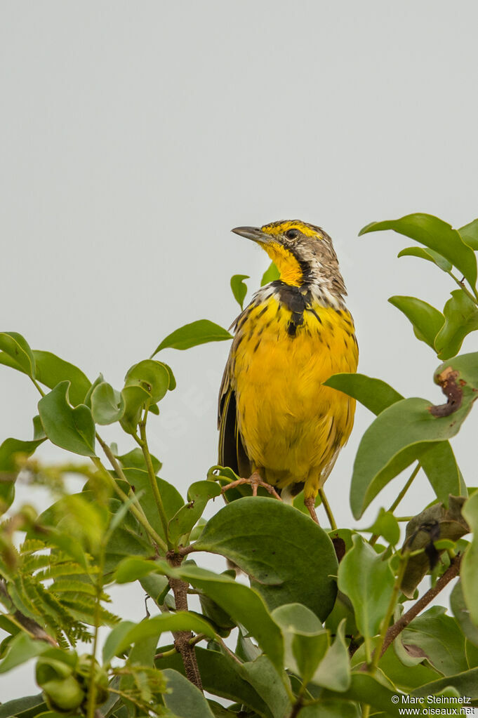 Yellow-throated Longclaw