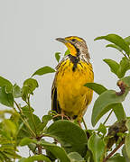 Yellow-throated Longclaw