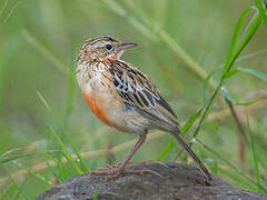 Rosy-throated Longclaw