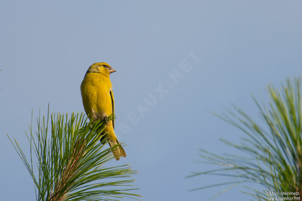 Serin à calotte jaune