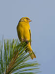 Serin à calotte jaune