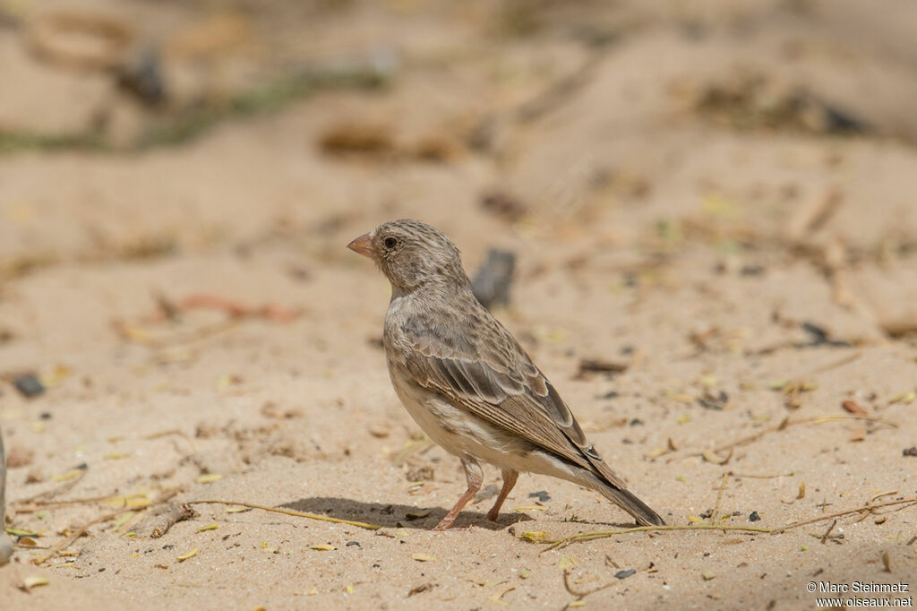 White-rumped Seedeater