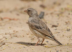 White-rumped Seedeater