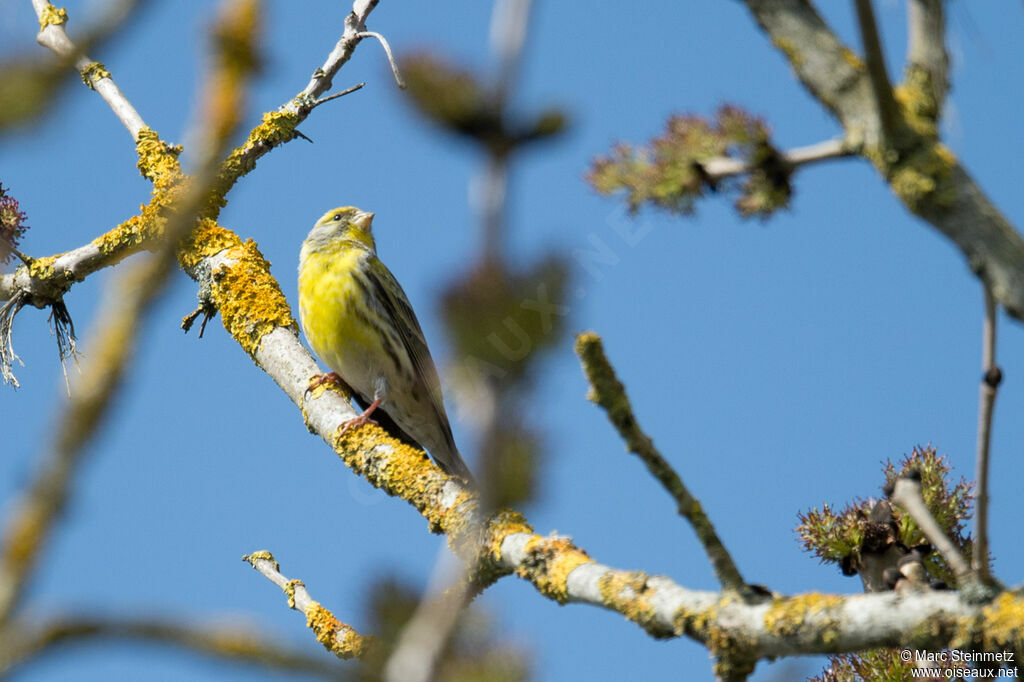 European Serin