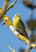 European Serin