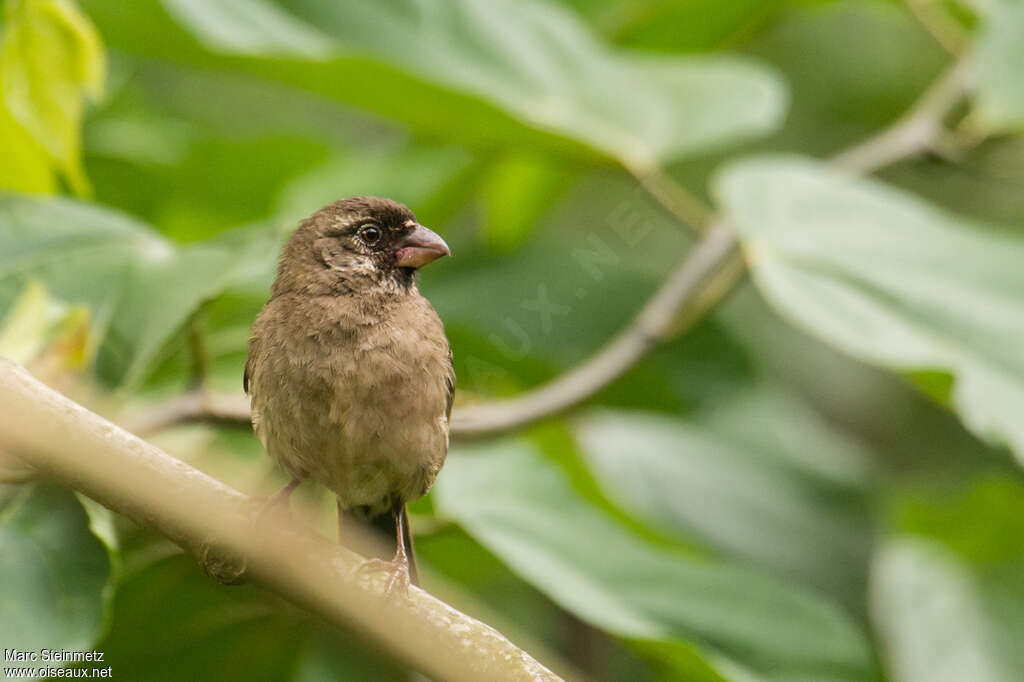 Thick-billed Seedeateradult, close-up portrait