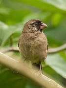 Thick-billed Seedeater