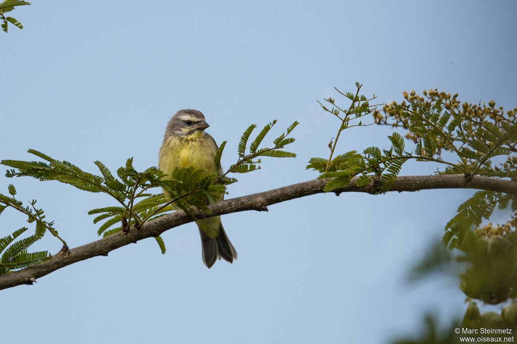 Yellow-fronted Canary