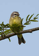 Yellow-fronted Canary