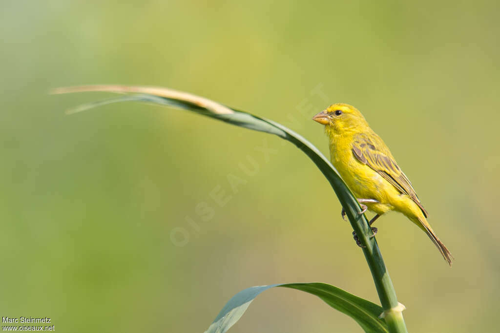 Serin soufré mâle adulte, identification