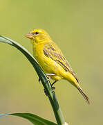 Brimstone Canary