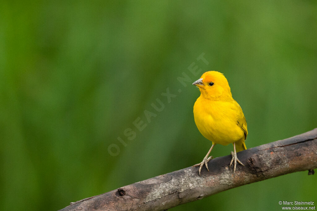 Saffron Finch