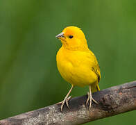 Saffron Finch