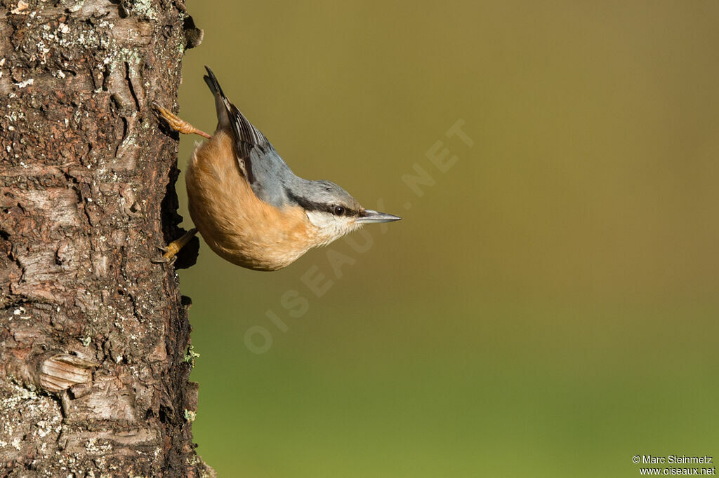 Eurasian Nuthatch