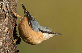 Eurasian Nuthatch