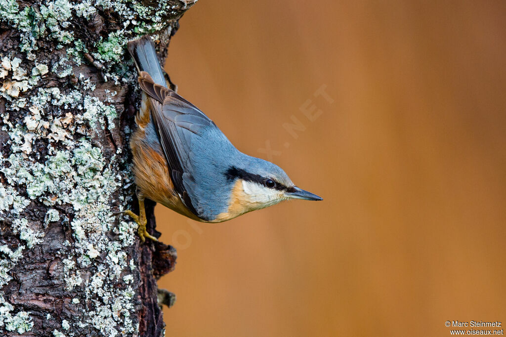 Eurasian Nuthatch