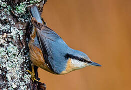 Eurasian Nuthatch