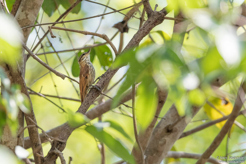 Streaked Xenops