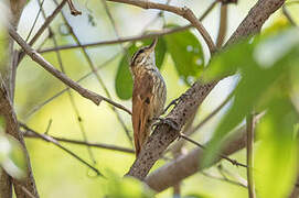 Streaked Xenops