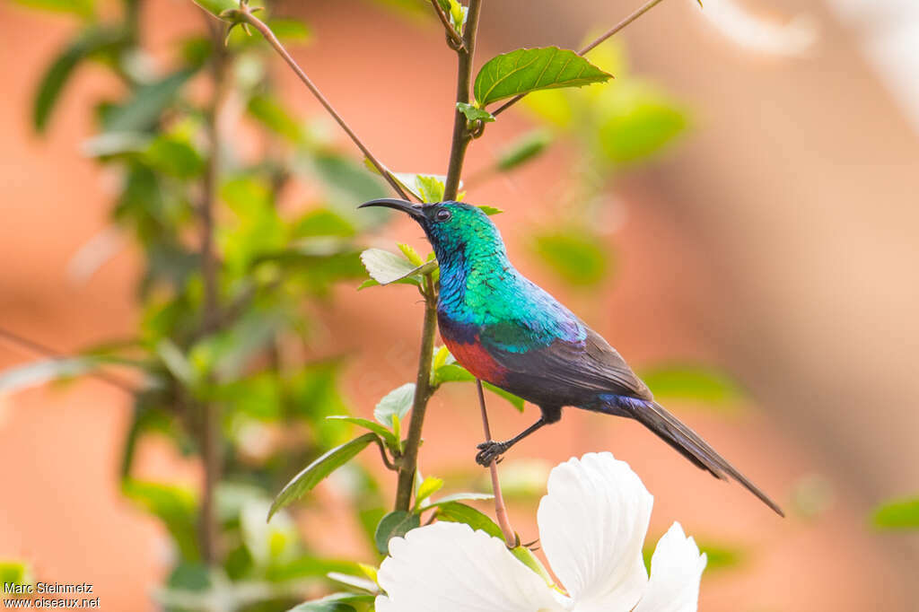 Red-chested Sunbird male adult breeding, identification