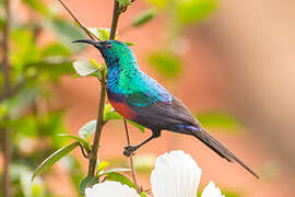 Red-chested Sunbird