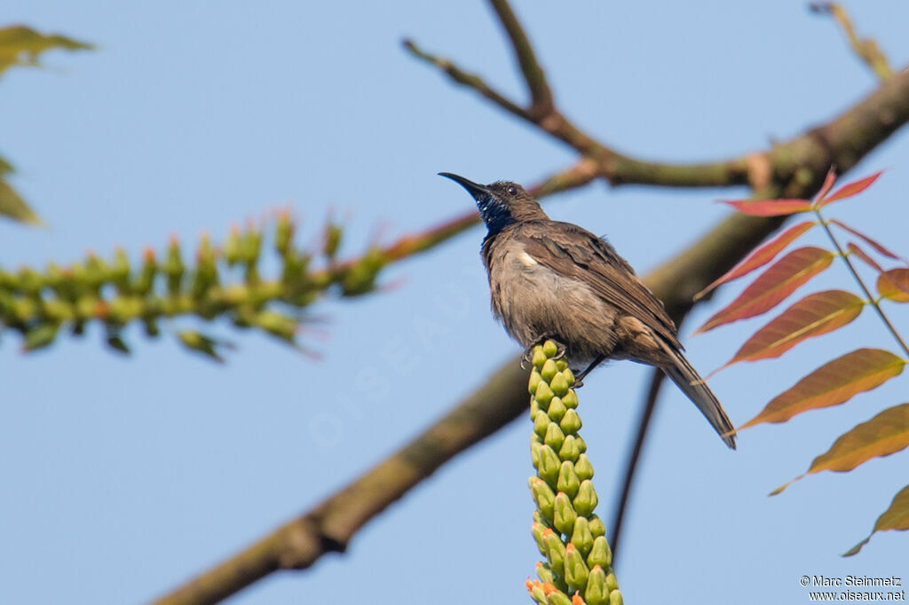 Blue-throated Brown Sunbird