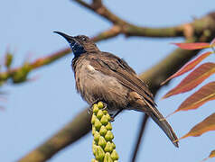 Blue-throated Brown Sunbird