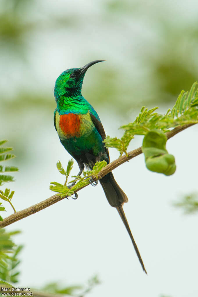 Beautiful Sunbird male adult breeding, close-up portrait, pigmentation