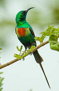 Beautiful Sunbird