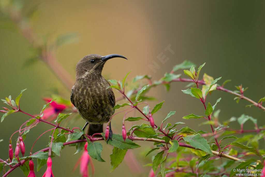 Scarlet-chested Sunbird female