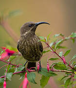 Scarlet-chested Sunbird