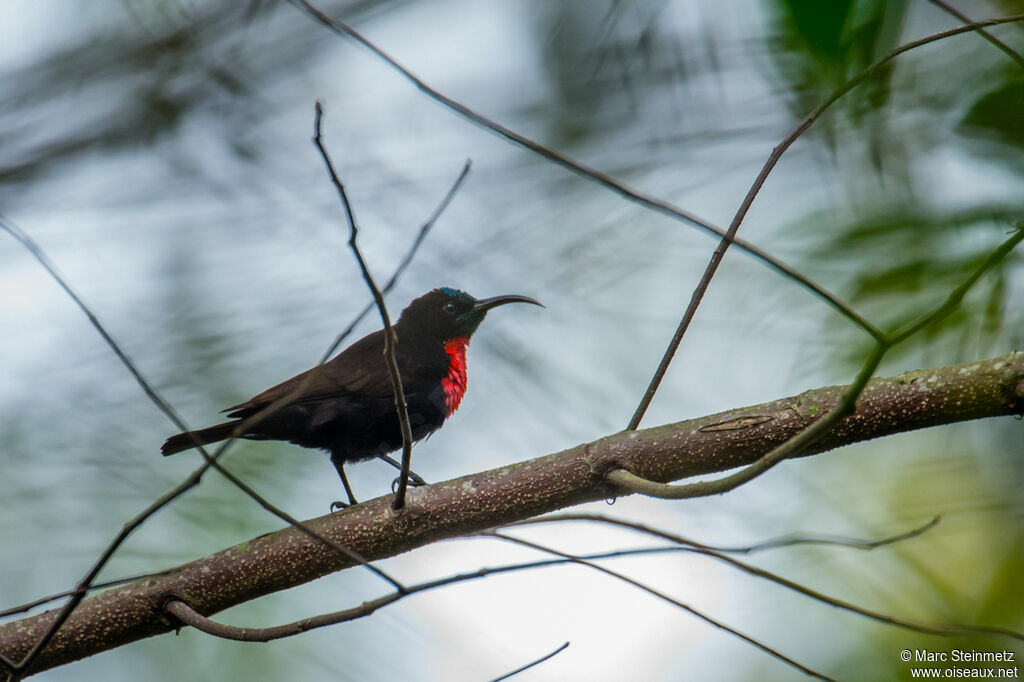 Scarlet-chested Sunbird