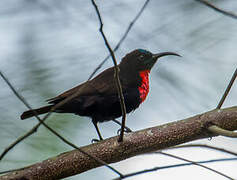 Scarlet-chested Sunbird