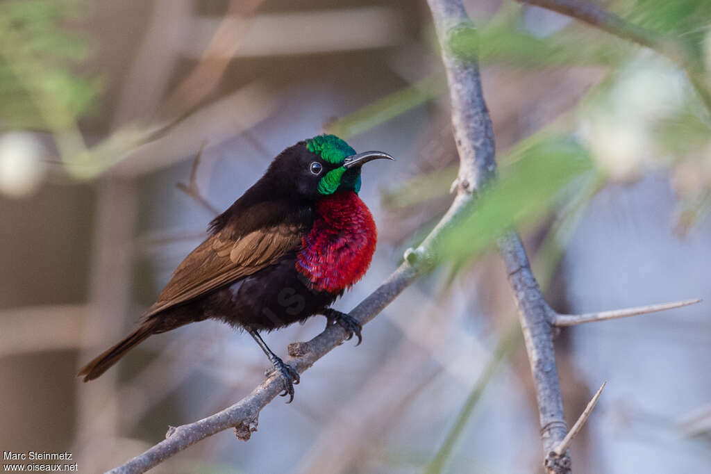 Souimanga à poitrine rouge mâle adulte, identification