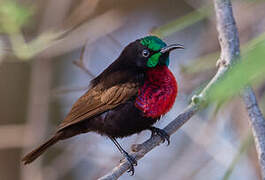 Scarlet-chested Sunbird