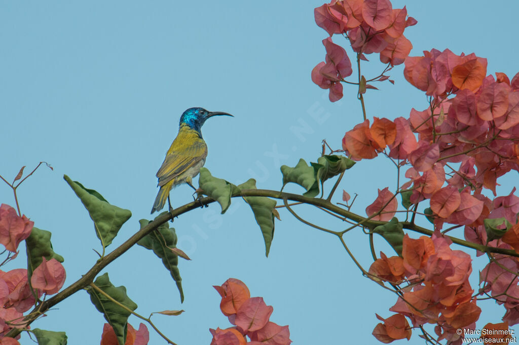 Green-headed Sunbird