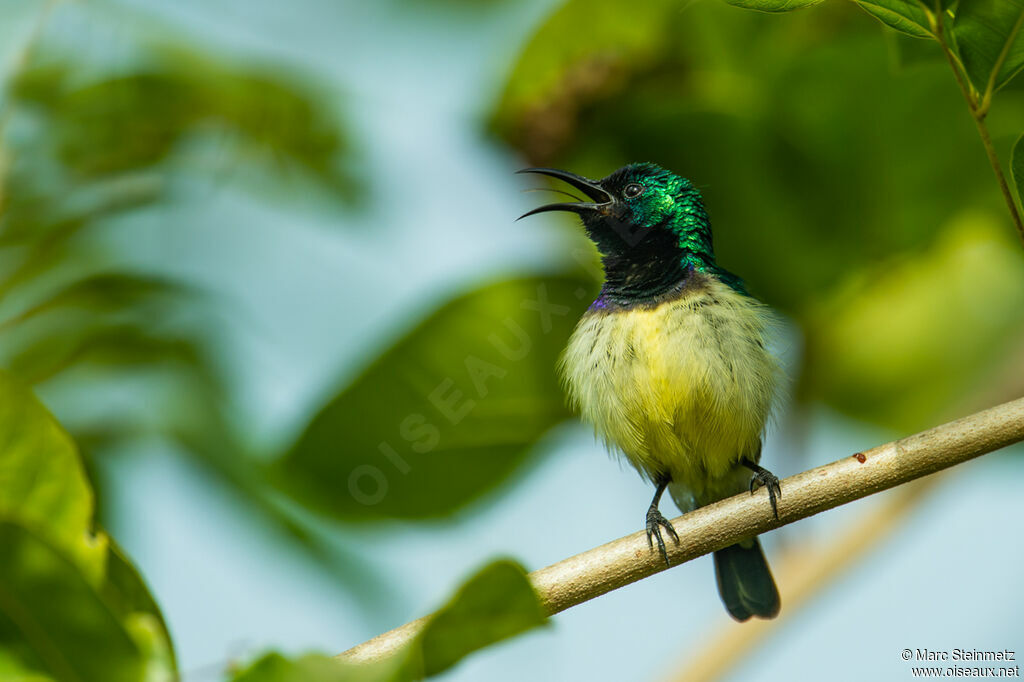 Variable Sunbird