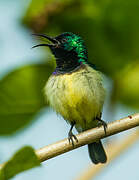 Variable Sunbird