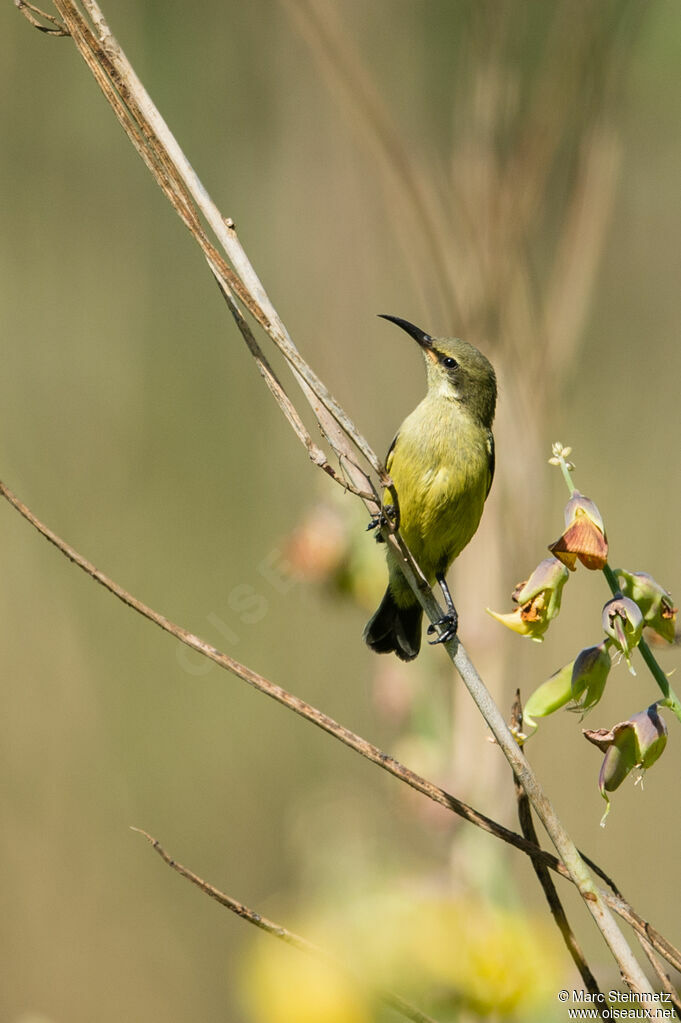 Variable Sunbird female