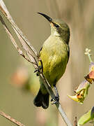 Variable Sunbird